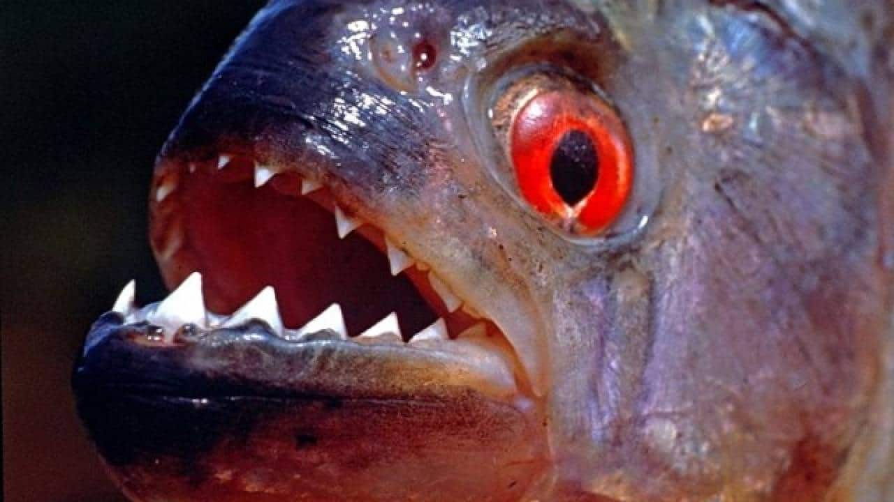كل ما يخص سمك البيرانا المفترس قاتل البشر - أسماك العرب