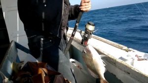 الجار قادم جديد مسكن  صيد السمك الكبير بالسنارة تعرف على الطريقة الصحيحة - أسماك العرب