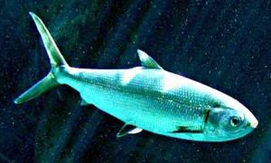 أسماك السلماني انواع الاسماك في البحر الاحمر