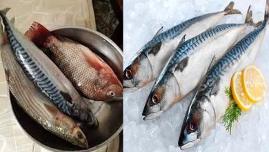 الفرق بين سمك البحر وسمك المزارع