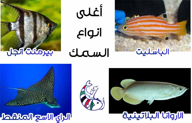 تمتد عصابة لعب الرياضة  اسماء انواع السمك بالصور بالتفصيل و أغلى الانواع وأجملها - أسماك العرب