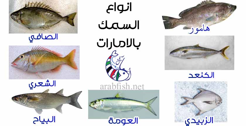 الماموث استيعاب Natura لوحة عن أنواع السمك في الإمارات Comertinsaat Com