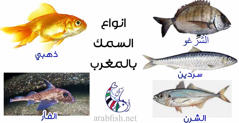 التجارة متعصب عملية حسابية  اسماء انواع السمك بالصور بالتفصيل و أغلى الانواع وأجملها - أسماك العرب