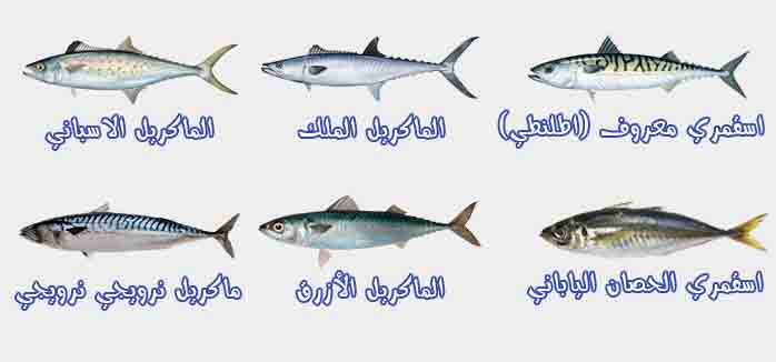 انواع سمك الماكريل الاسقمري