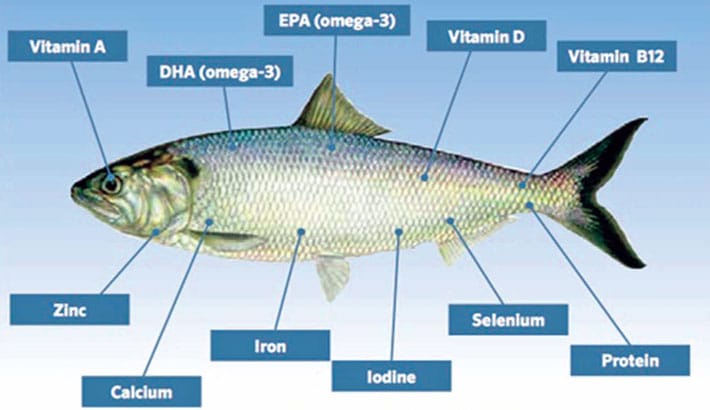 نسبة البروتين في السمك