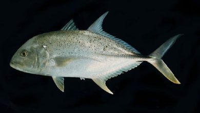 سمك بياض وفوائده الجمة لصحة الإنسان