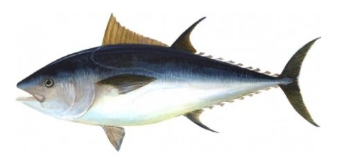 سمكة التونة