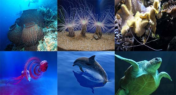 الكائنات البحرية بالصور