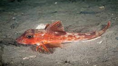 سمكة الفراخ البحرية اللذيذة _ ماهيتها وتفاصيلها