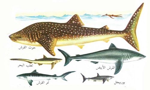 انواع سمك القرش وخصائصه المميزة