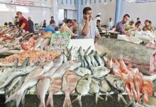 انواع السمك في قطر