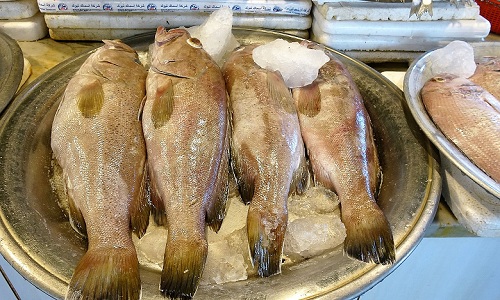 سمك الهامور في مصر