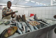 انواع السمك في ليبيا