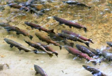 انواع سمك السلمون